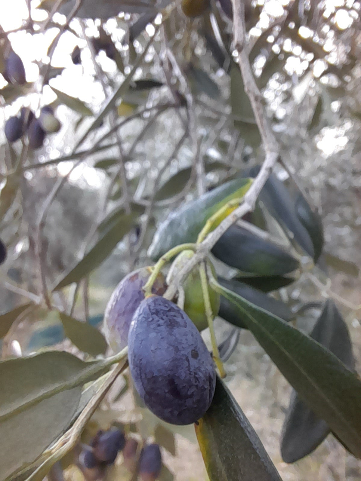 Olio EVO 100% ITALIANO Monocultivar Taggiasco In Tanica NON FILTRATO-3