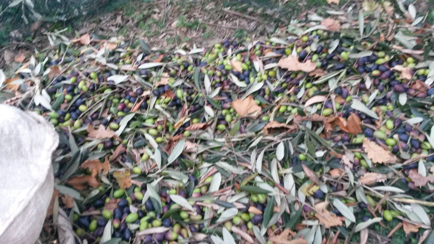 Olio EVO 100% ITALIANO Monocultivar Taggiasco In Tanica NON FILTRATO-7