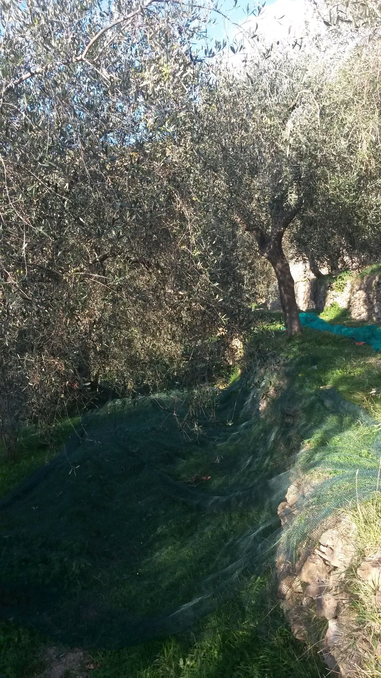 Olio EVO Monocultivar Taggiasco In Bottiglia  MOSTO NON FILTRATO