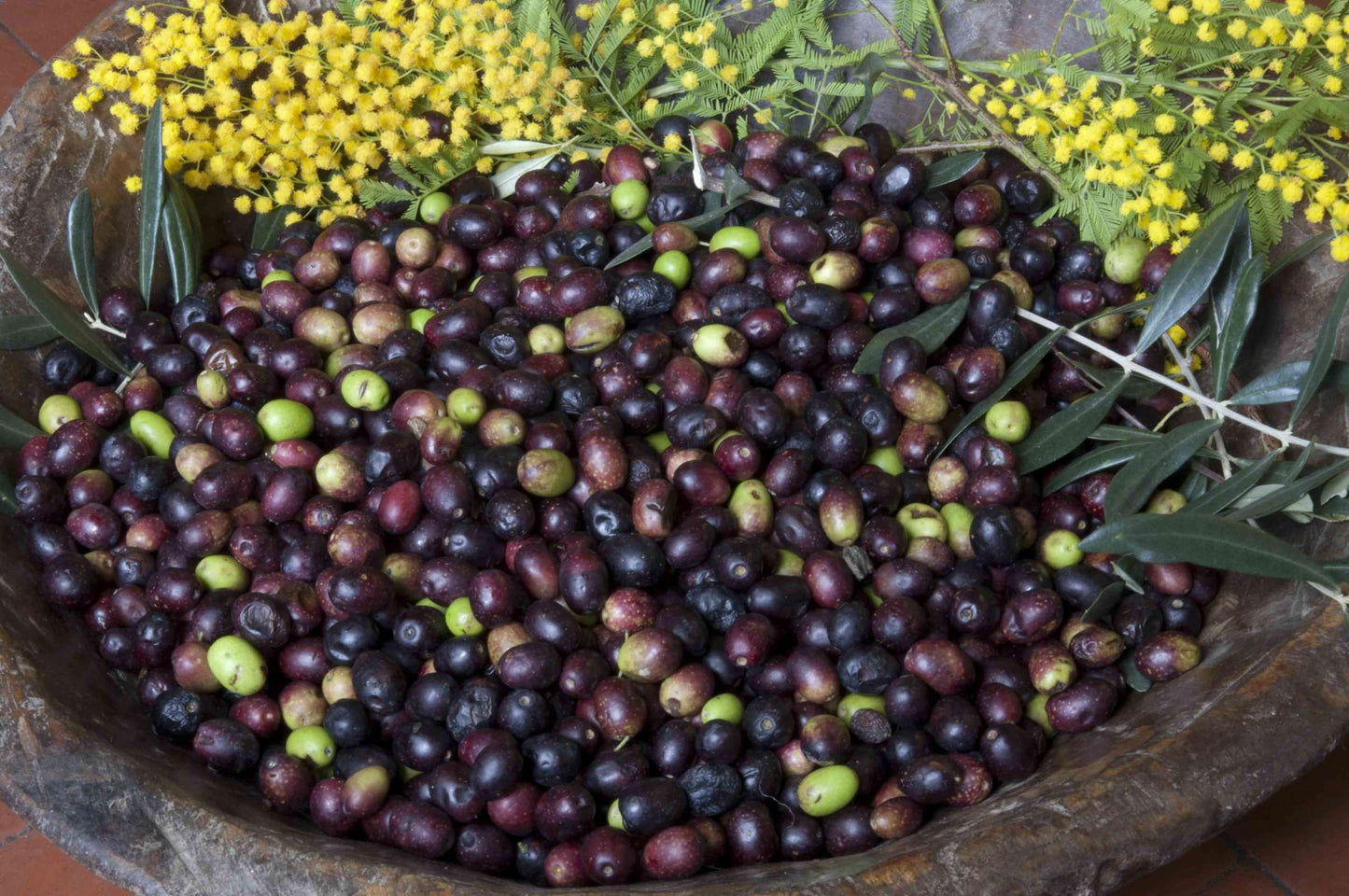 Olio EVO 100% ITALIANO Monocultivar Taggiasco In Tanica NON FILTRATO-5