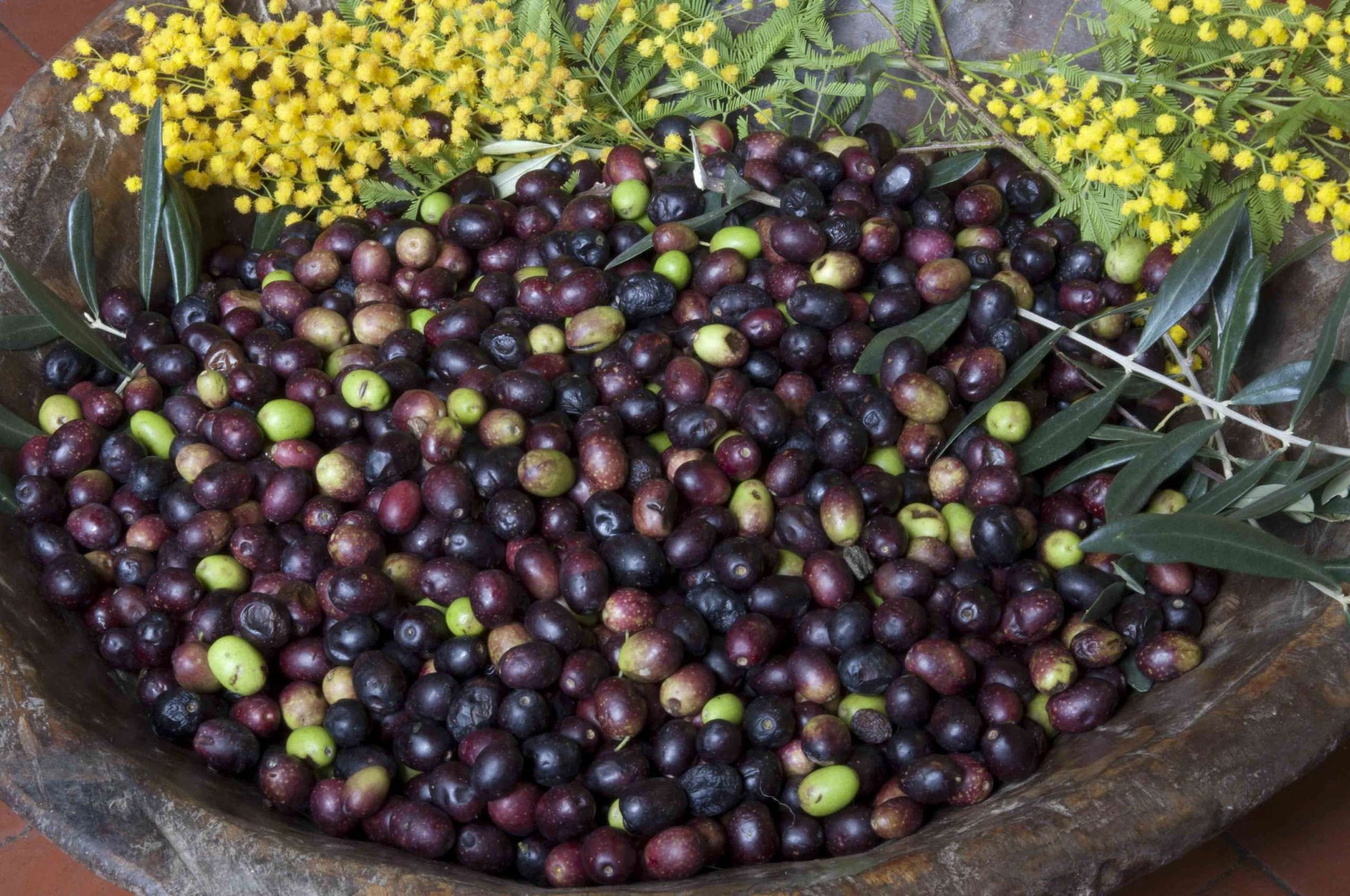 Olio EVO 100% ITALIANO Monocultivar Taggiasco In Tanica NON FILTRATO-5