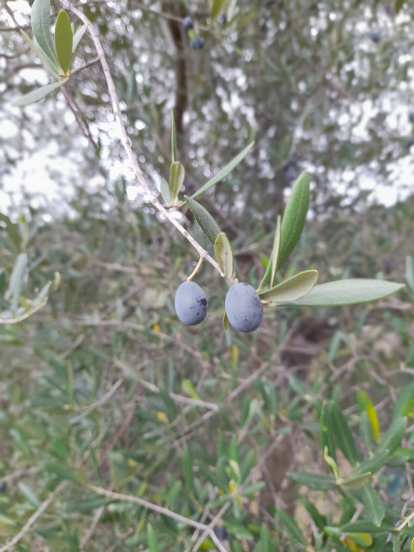 Olio EVO 100% ITALIANO Monocultivar Taggiasco In Tanica NON FILTRATO-4