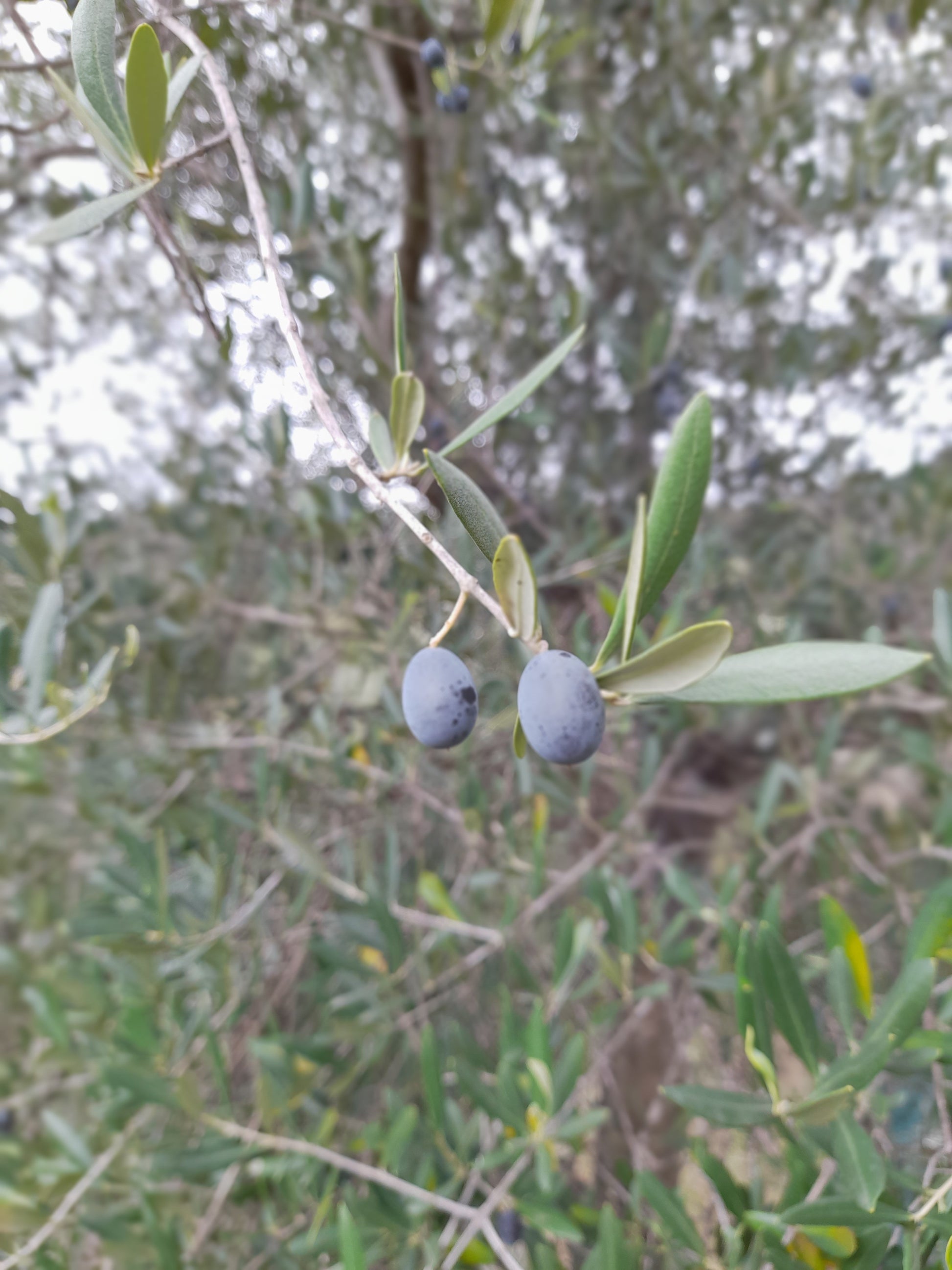Olio EVO 100% ITALIANO Monocultivar Taggiasco In Tanica NON FILTRATO-4